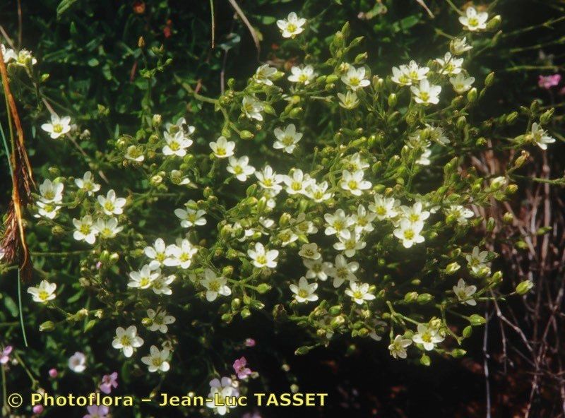 Minuartia cerastiifolia habit