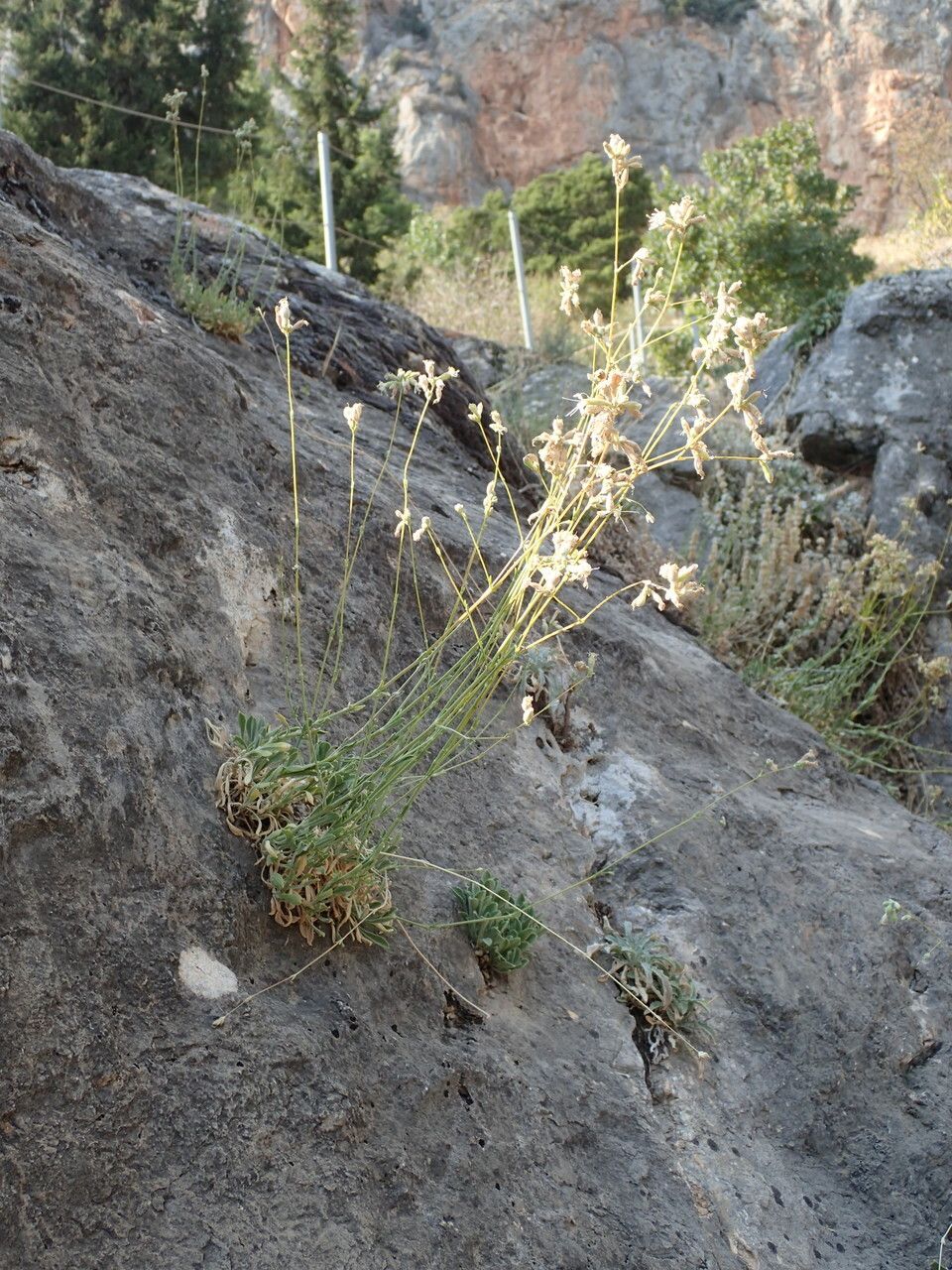 Silene congesta habit