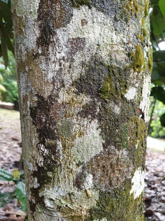 Shorea materialis bark