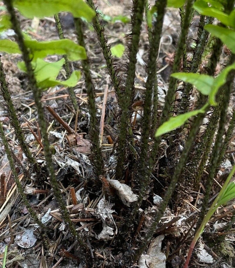 Dryopteris pycnopteroides leaf