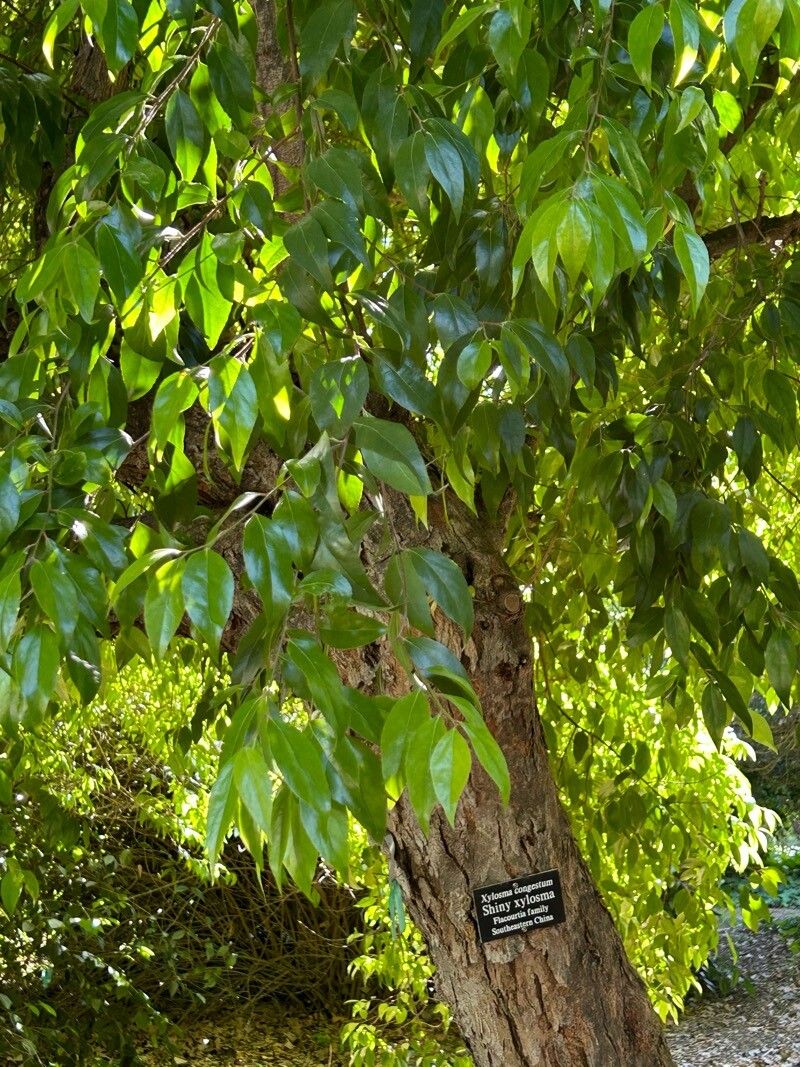 Xylosma congesta — search result for 'Xylosma'