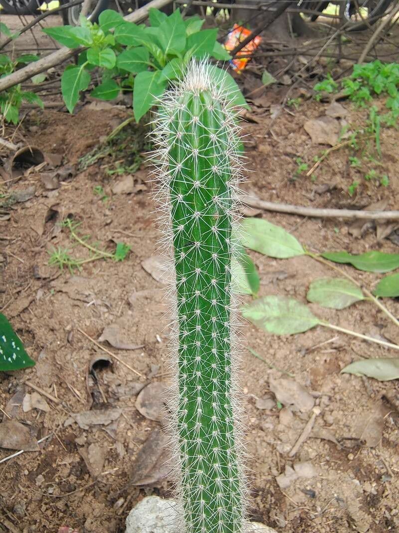 Facheiroa squamosa flower