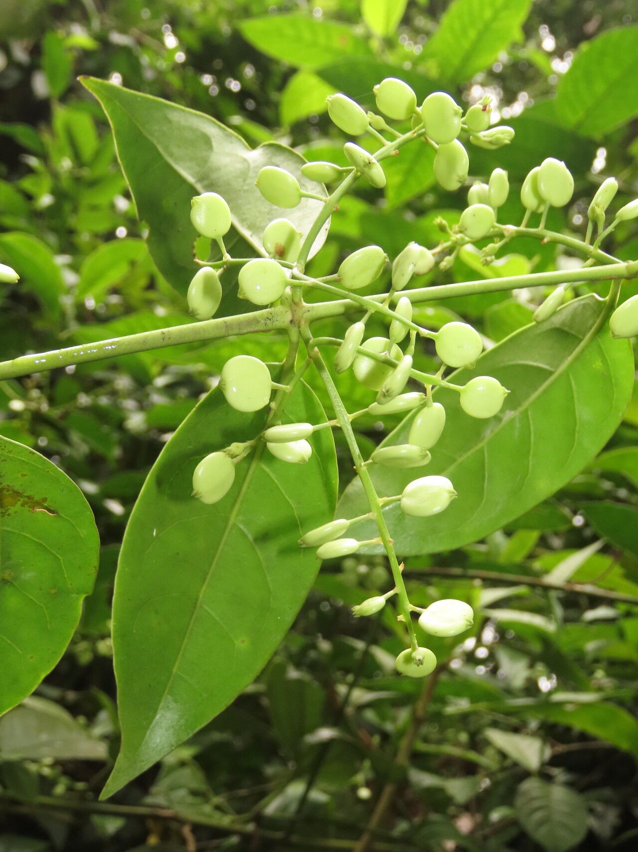Chiococca belizensis leaf