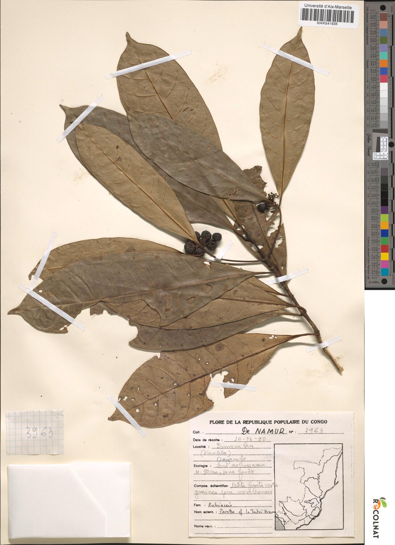 Pavetta testui — houseplant care guide