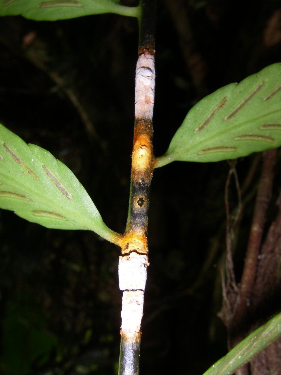 Asplenium juglandifolium bark