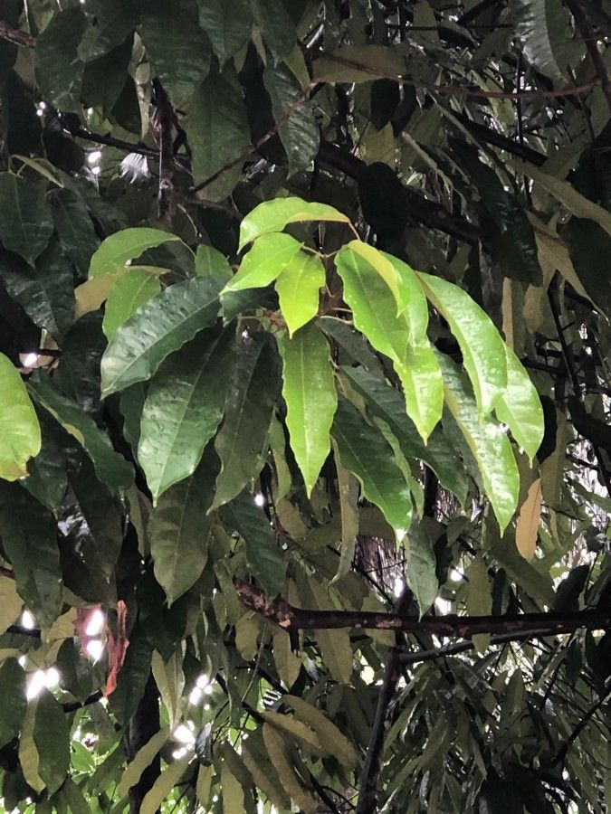 Elateriospermum tapos leaf