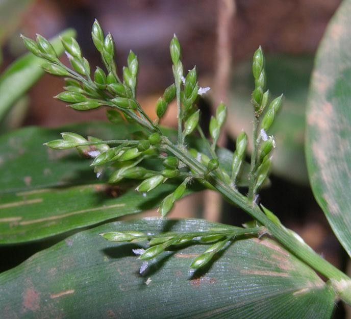 Ichnanthus nemorosus other