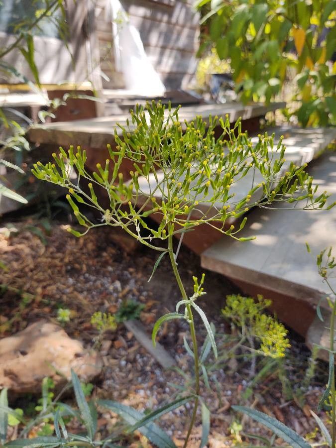 Erechtites minima flower