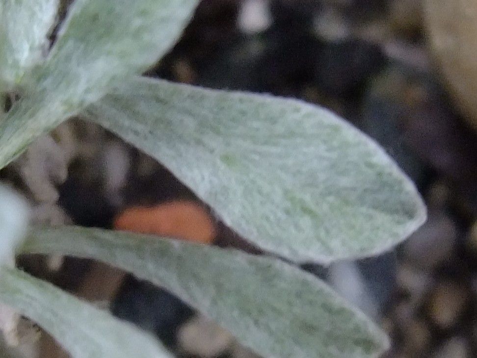 Leontopodium pusillum leaf