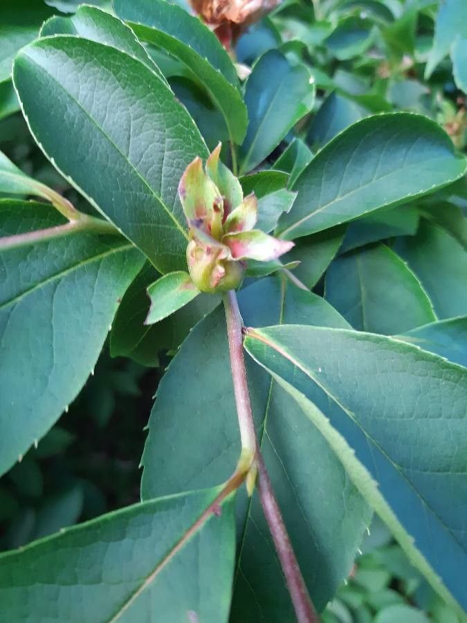 Stewartia rostrata fruit
