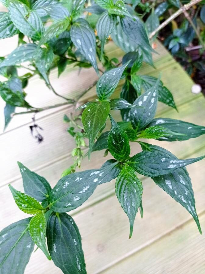 Strobilanthes hamiltoniana — search result for 'Strobilanthes'