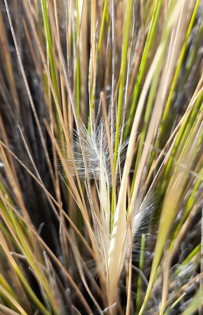 Stipa speciosa fruit
