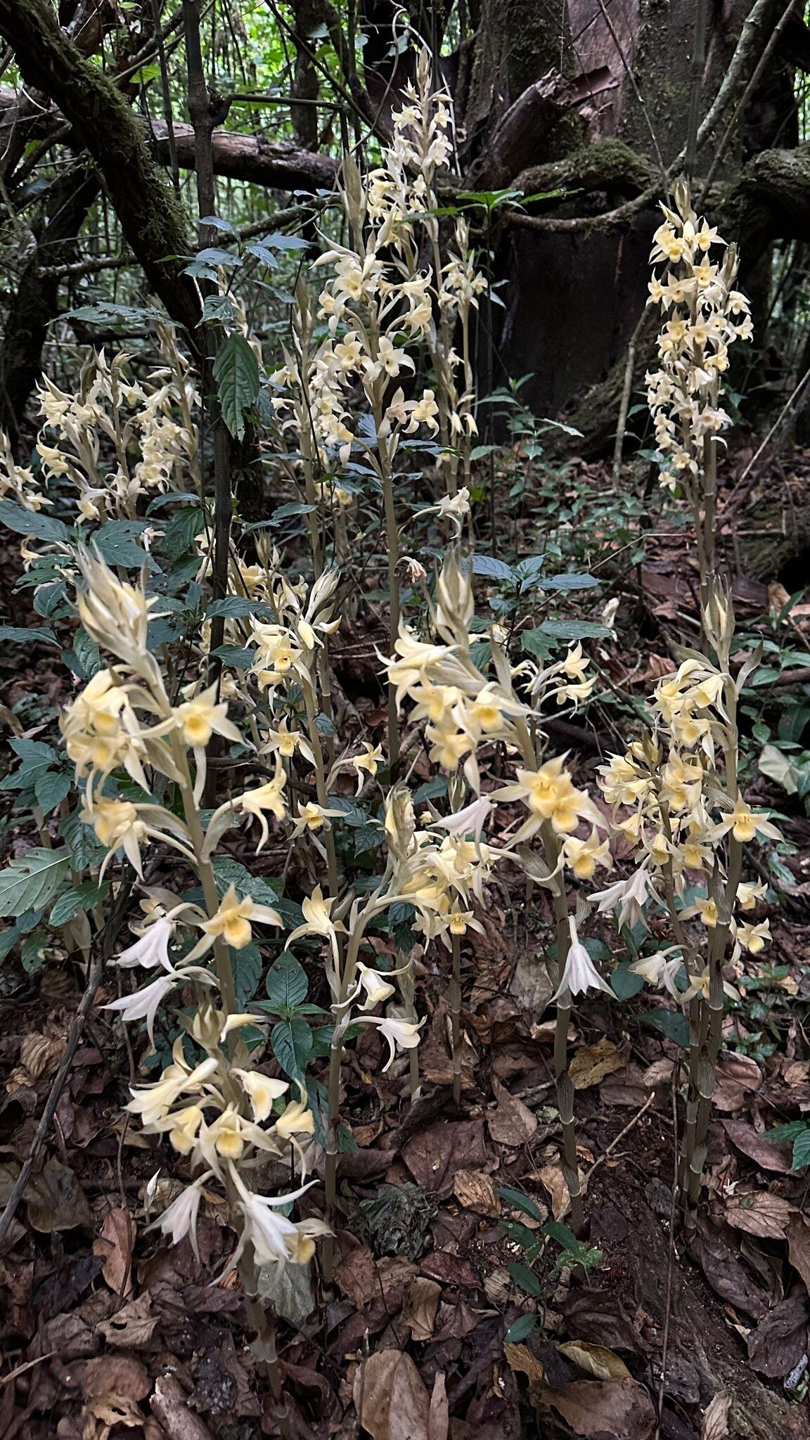 Eulophia galeoloides — houseplant care guide