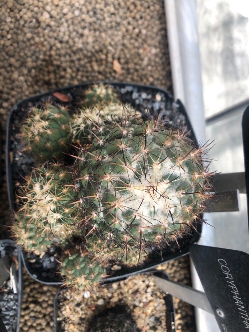 Coryphantha pallida — search result for 'Coryphantha'