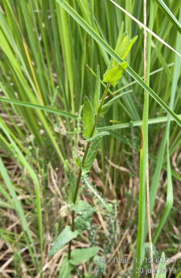 Scutellaria minor leaf