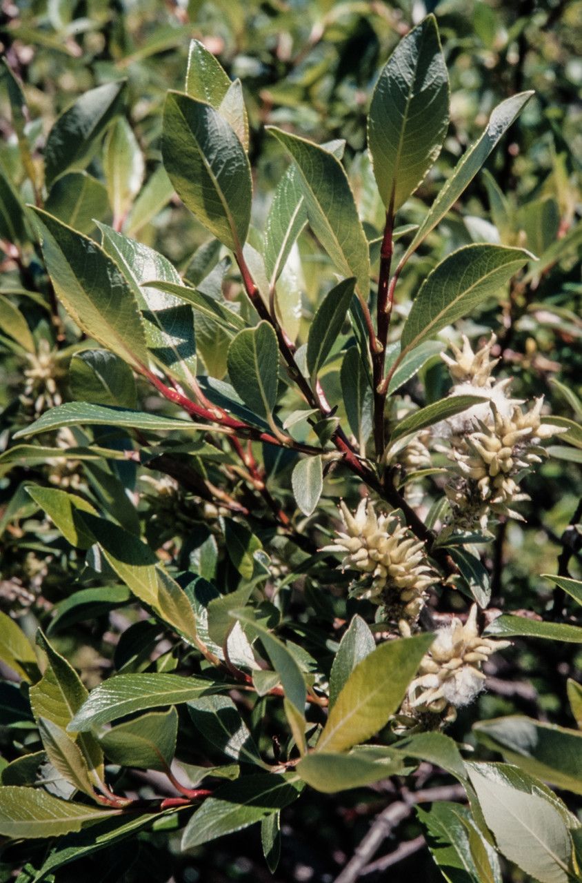 Salix phylicifolia leaf