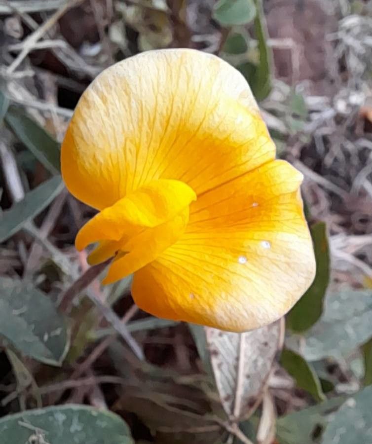 Arachis burkartii flower