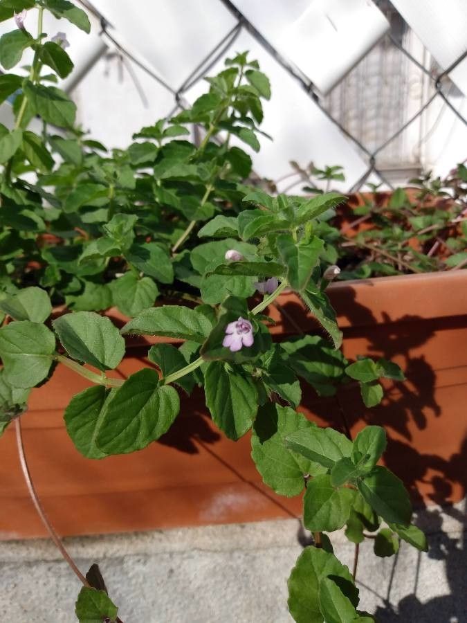 Clinopodium brownei — search result for 'Central and southeastern United States'