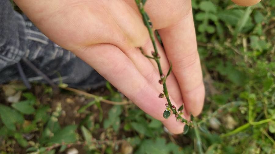 Polygonum douglasii flower