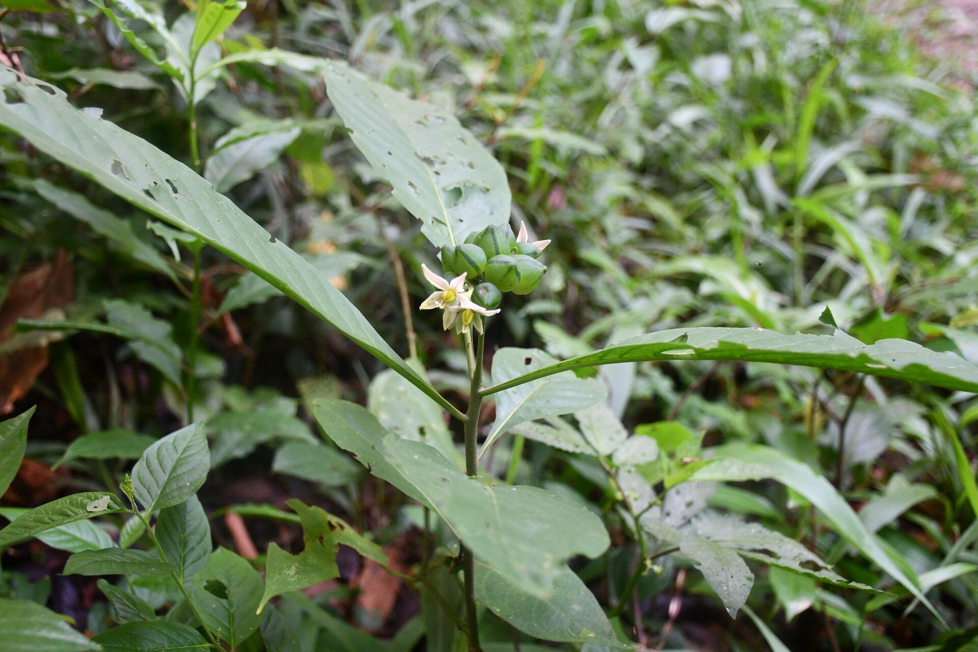 Solanum thelopodium fruit