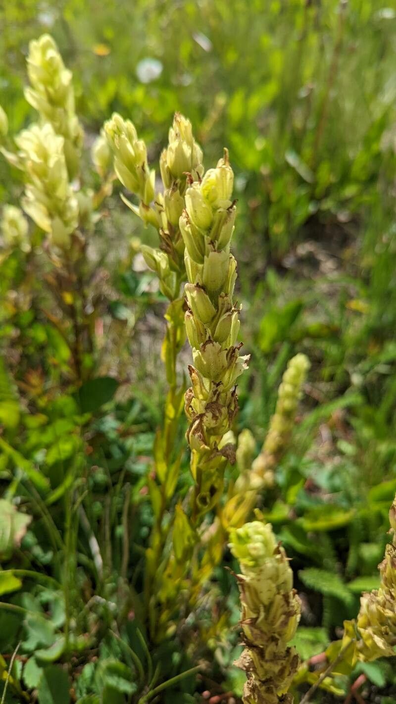 Castilleja septentrionalis flower
