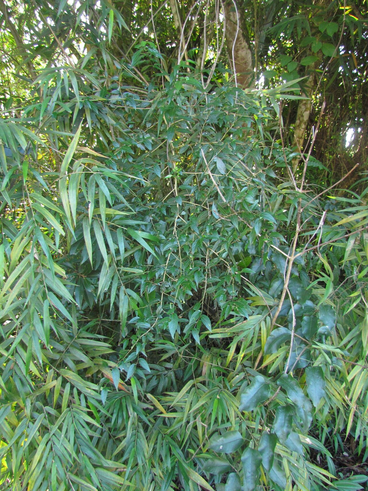Solanum hirtellum habit