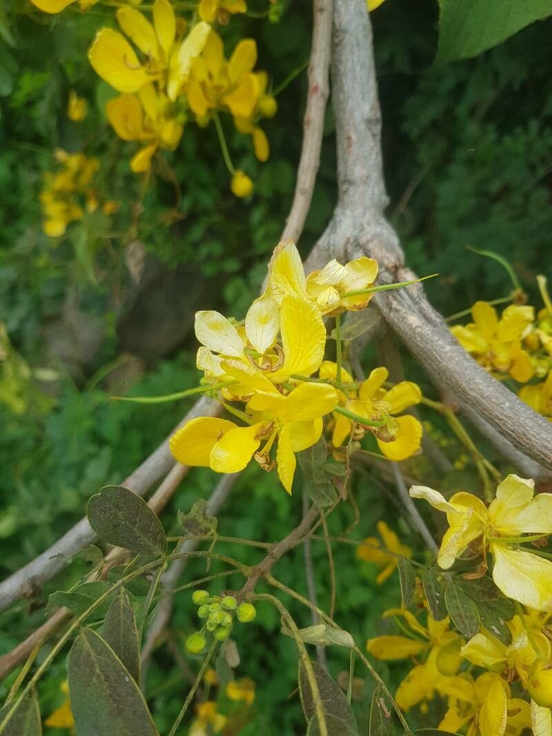 Senna singueana flower