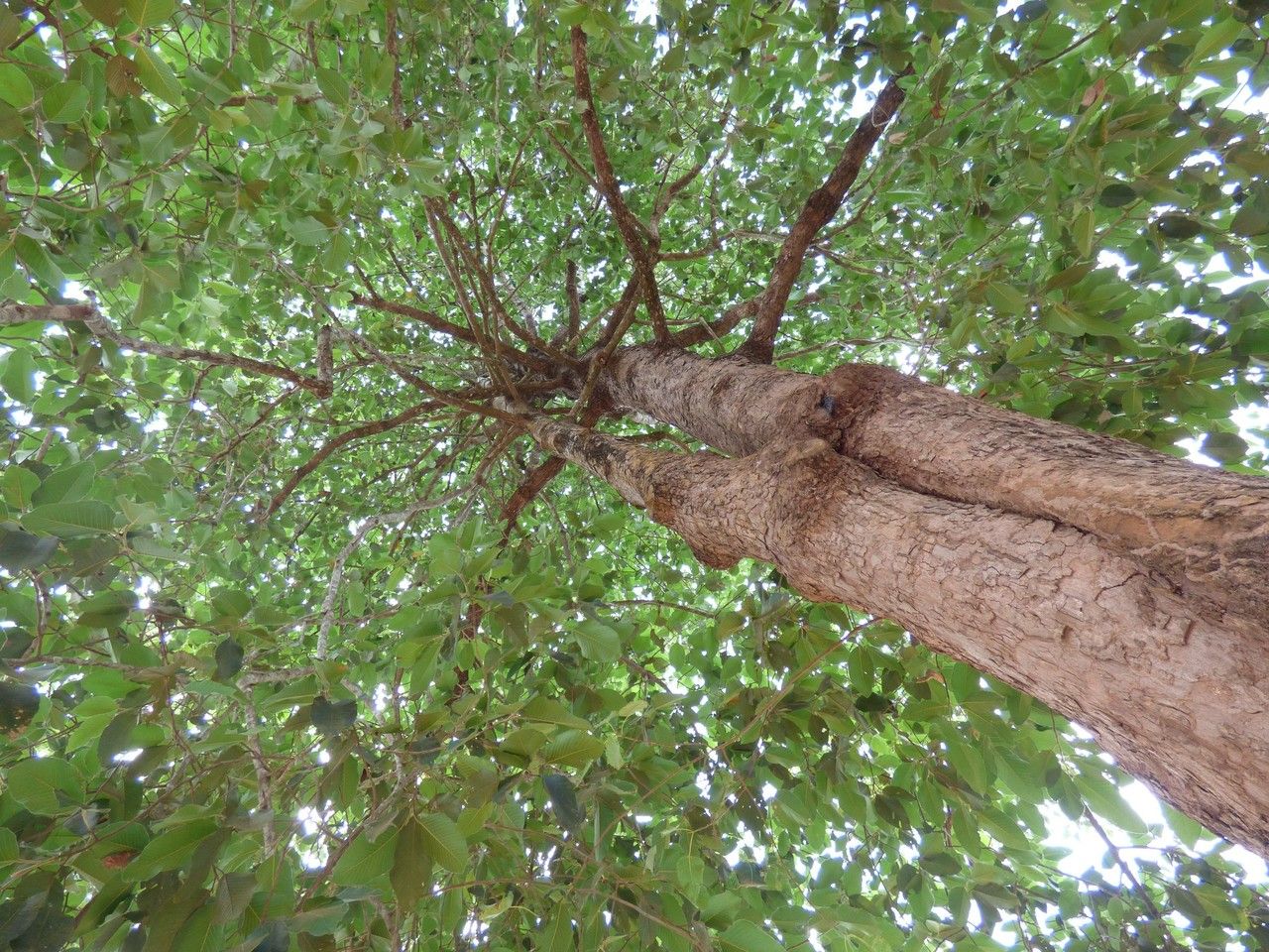 Dipterocarpus alatus habit