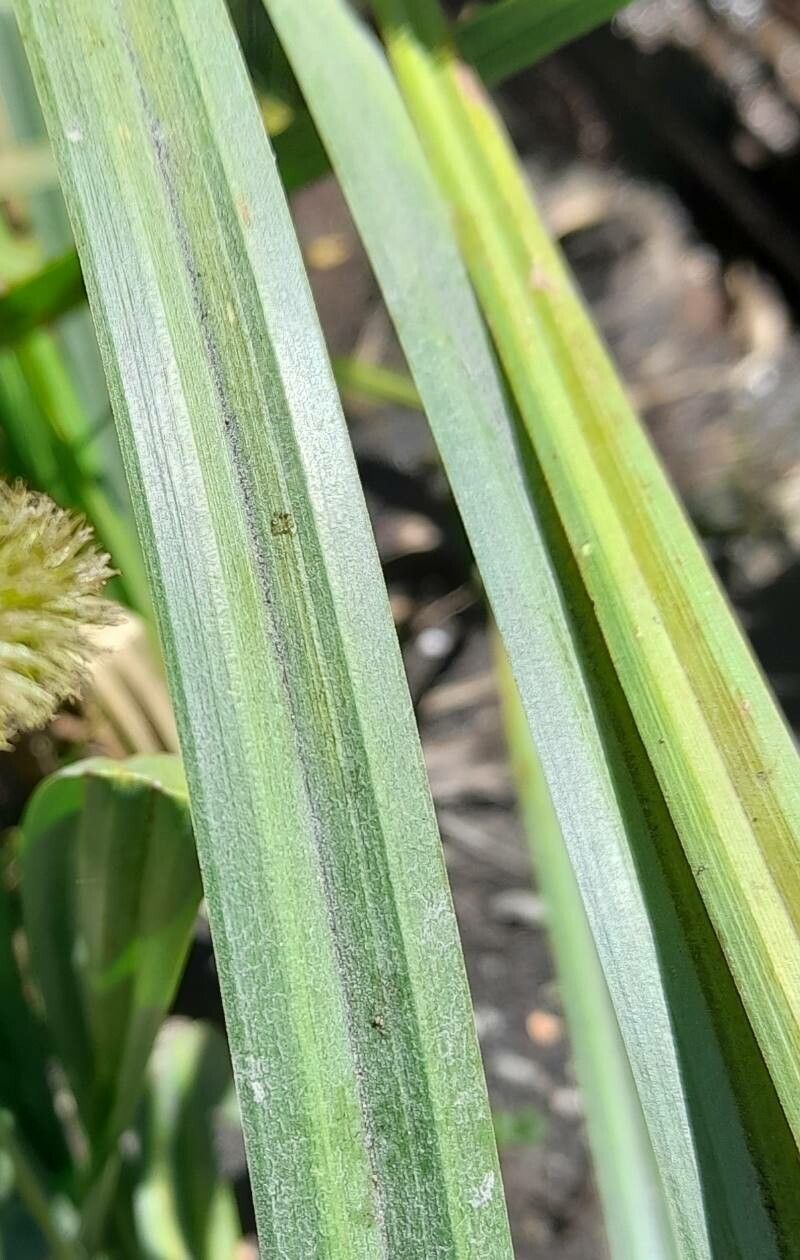 Carex excelsa — houseplant care guide