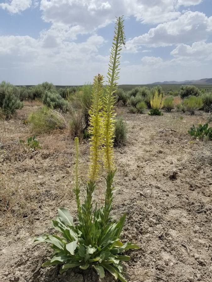 Stanleya viridiflora habit
