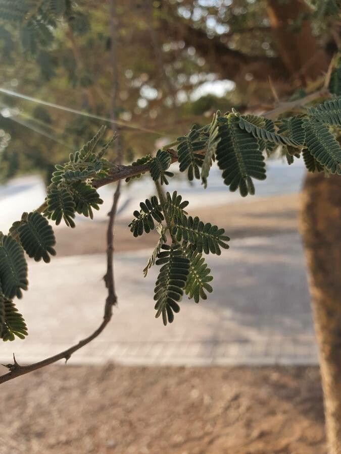 Vachellia etbaica — search result for 'Vachellia'