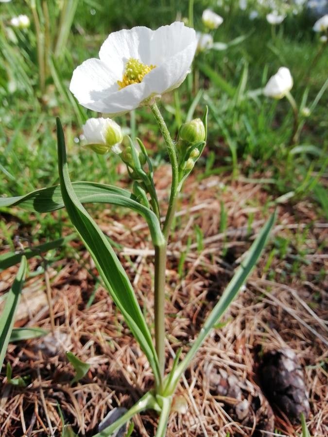 Ranunculus kuepferi flower
