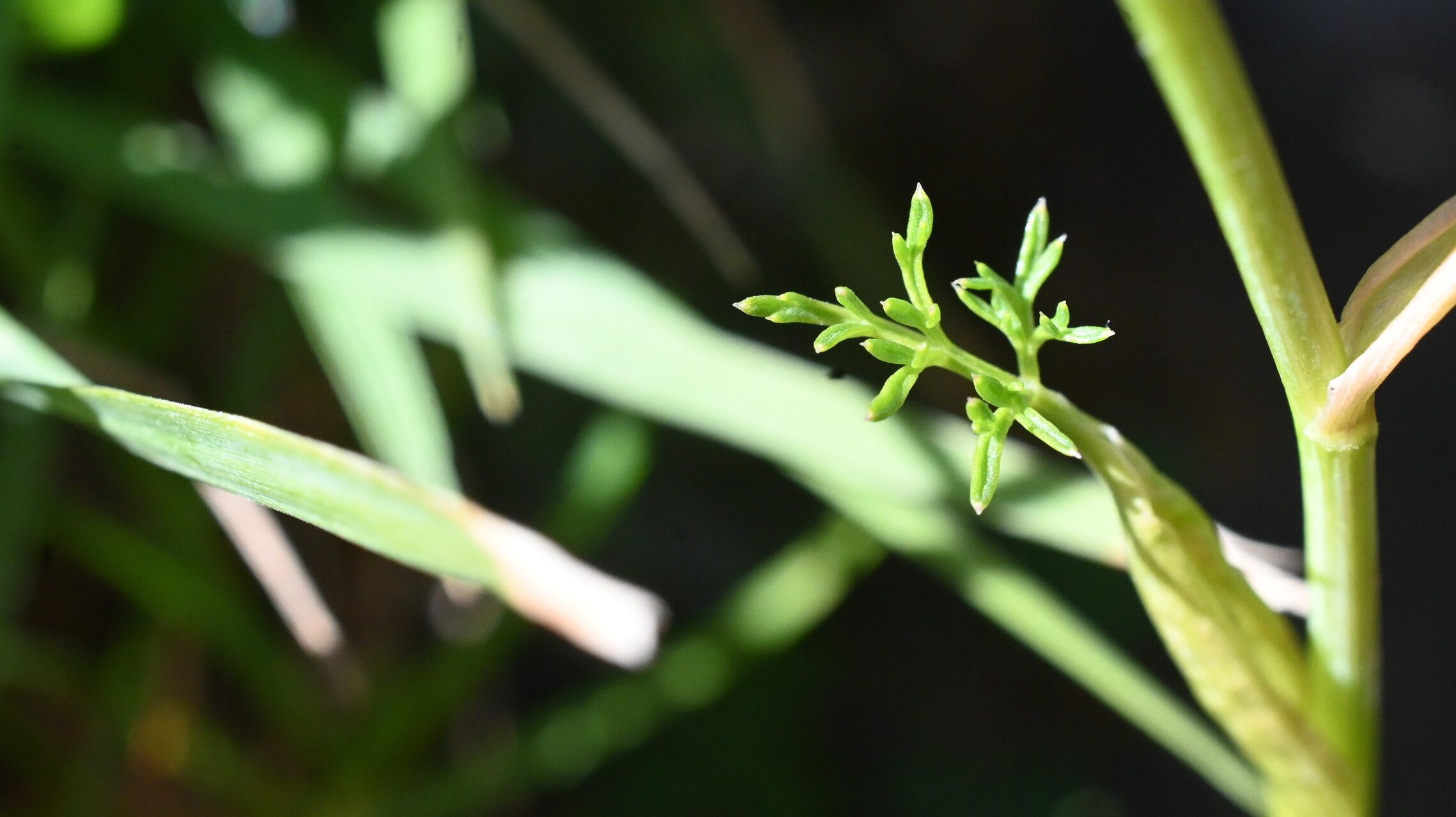 Angelica pyrenaea leaf