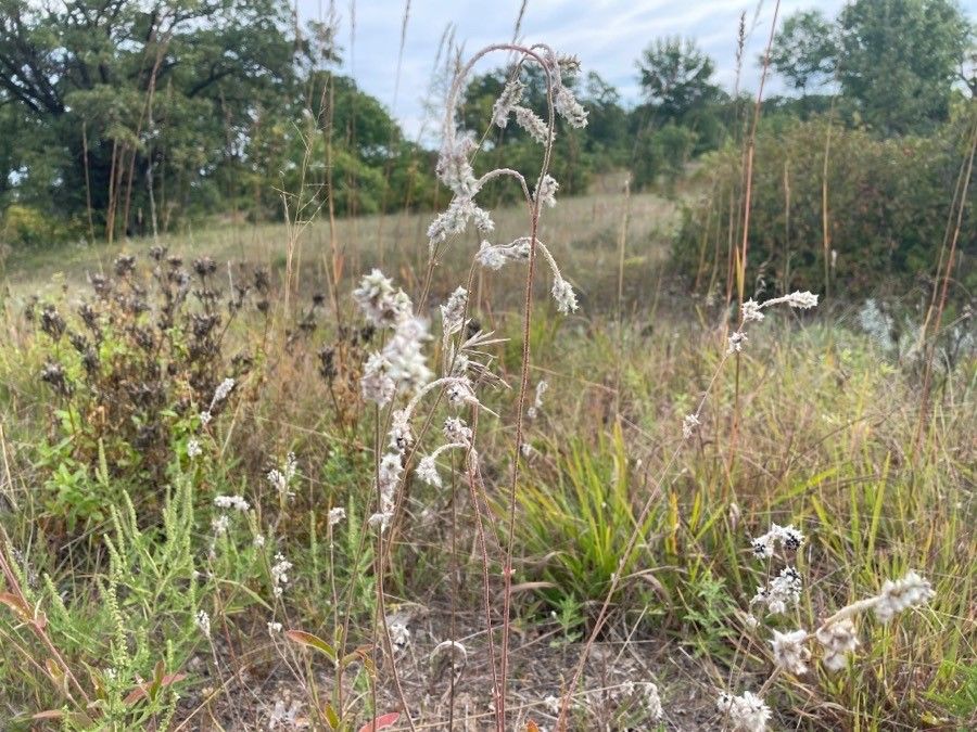 Froelichia floridana habit