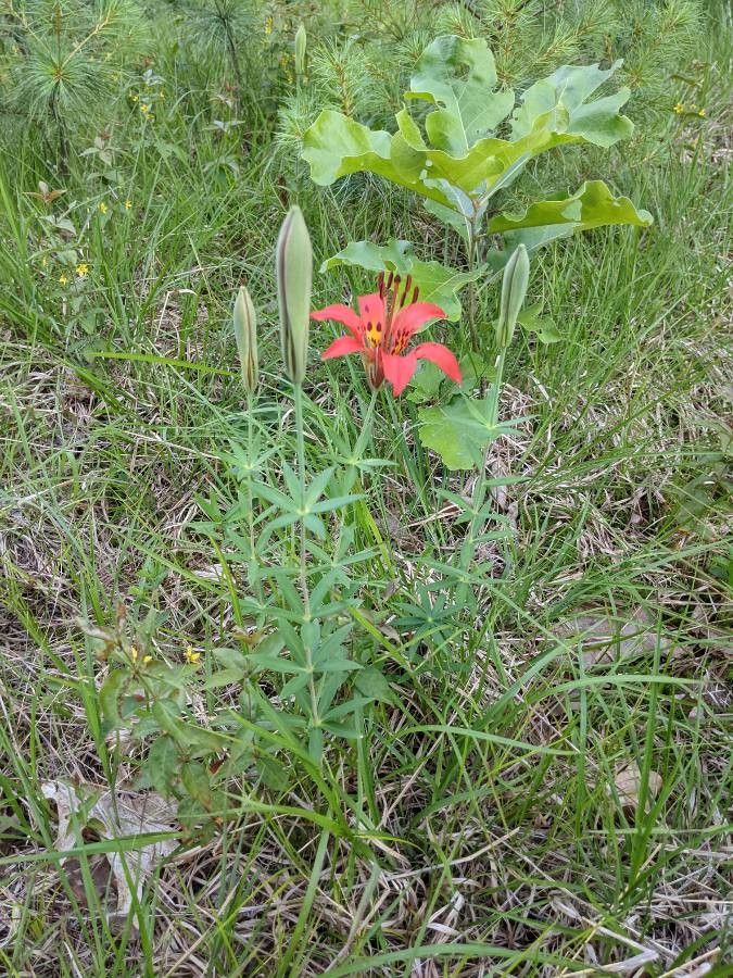 Lilium philadelphicum — search result for 'Lilium'