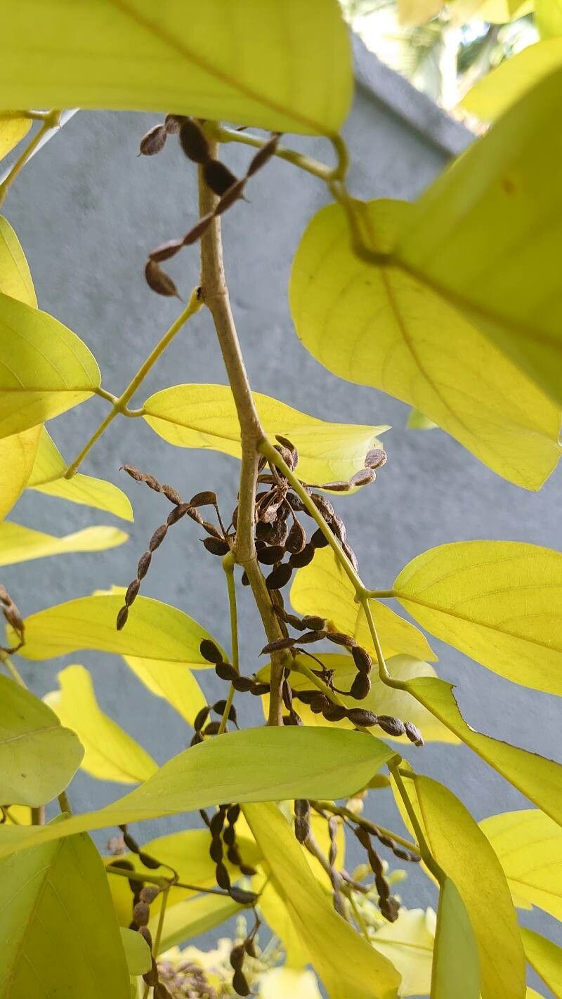 Dendrolobium umbellatum fruit