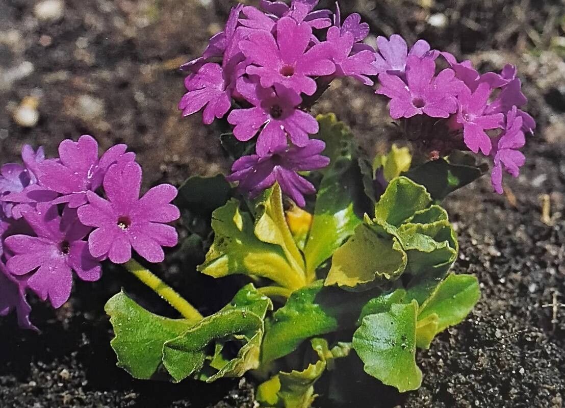 Primula × berninae — houseplant care guide