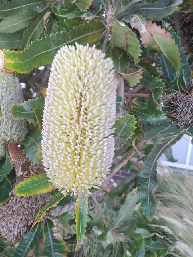 Banksia praemorsa flower