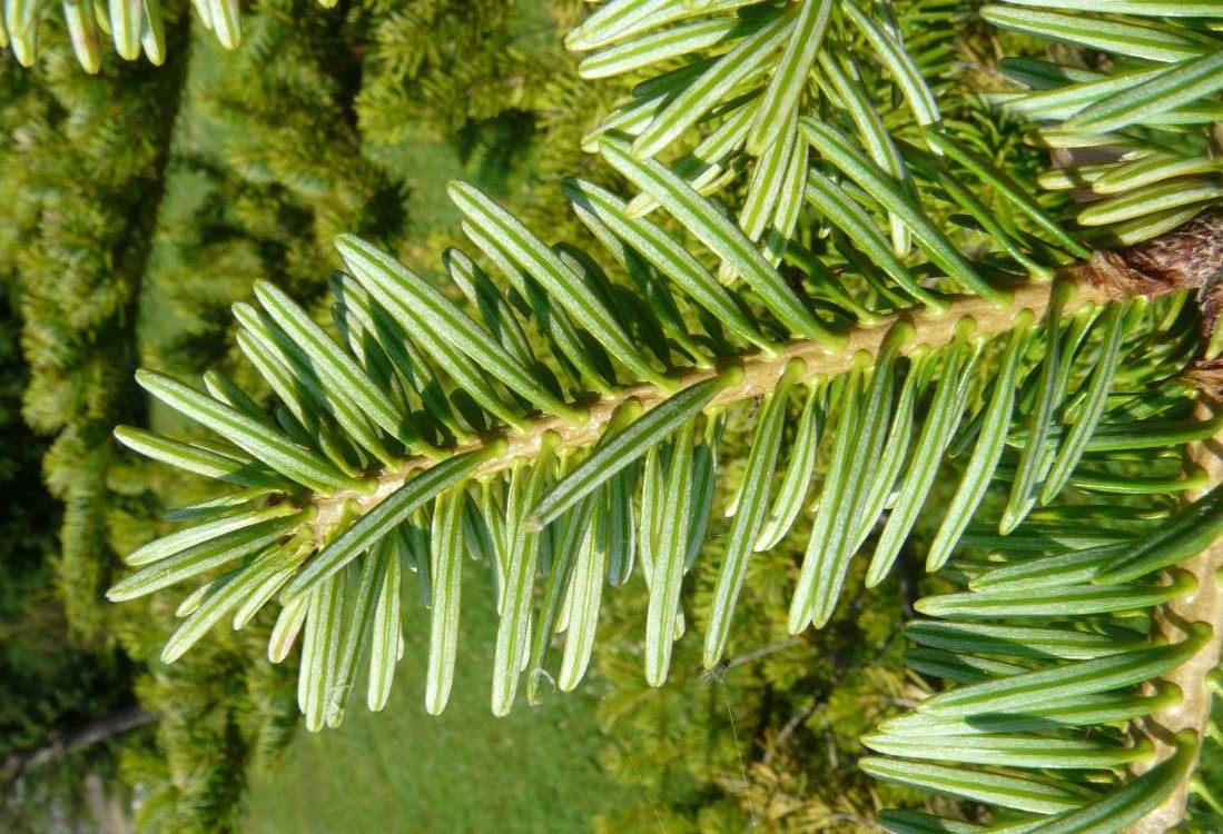 Abies firma leaf