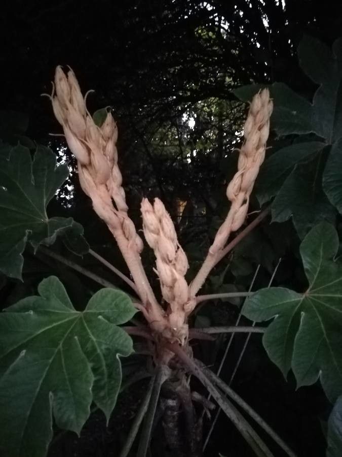 Tetrapanax papyrifer flower
