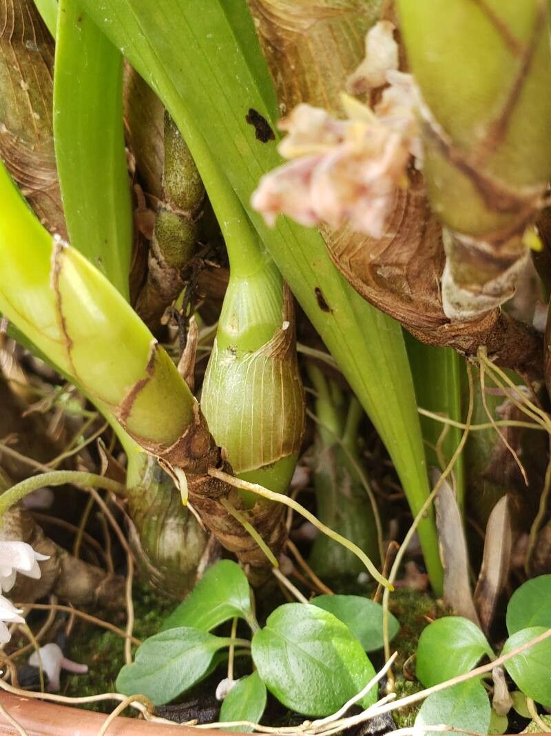 Bryobium hyacinthoides other