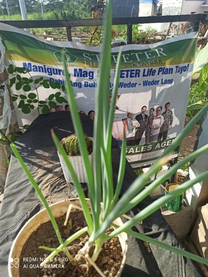 Allium ascalonicum leaf