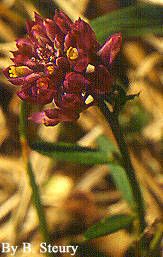 Polygala mariana — search result for 'Polygala'