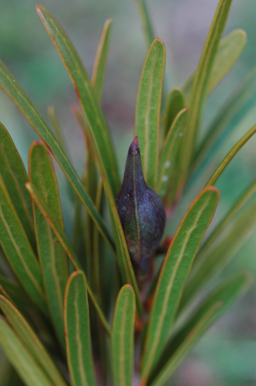 Planchonella minutiflora — houseplant care guide