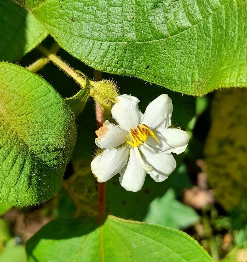 Clidemia umbellata flower