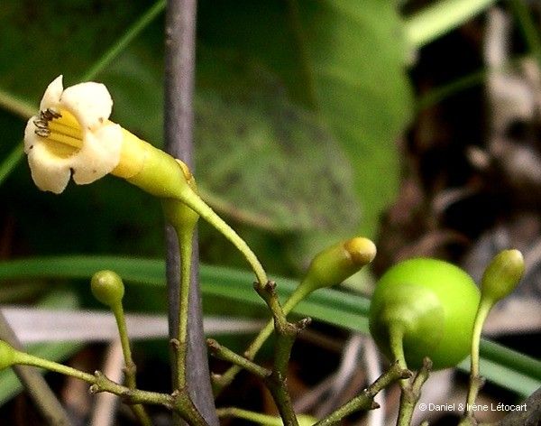 Vitex collina flower