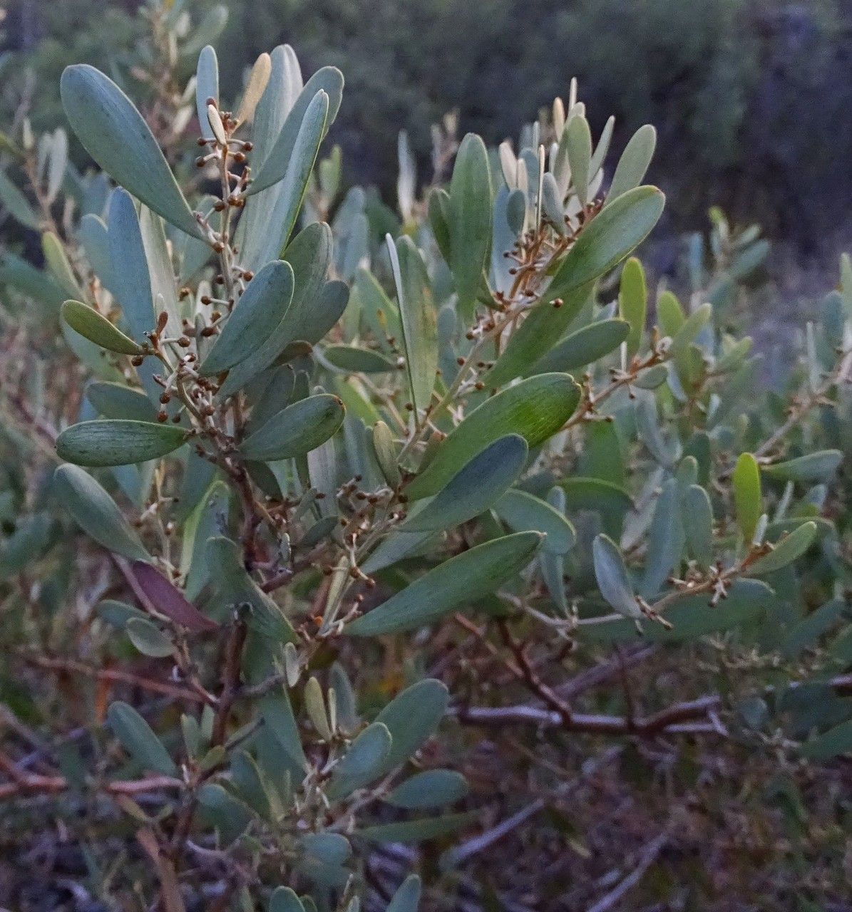 Acacia redolens habit