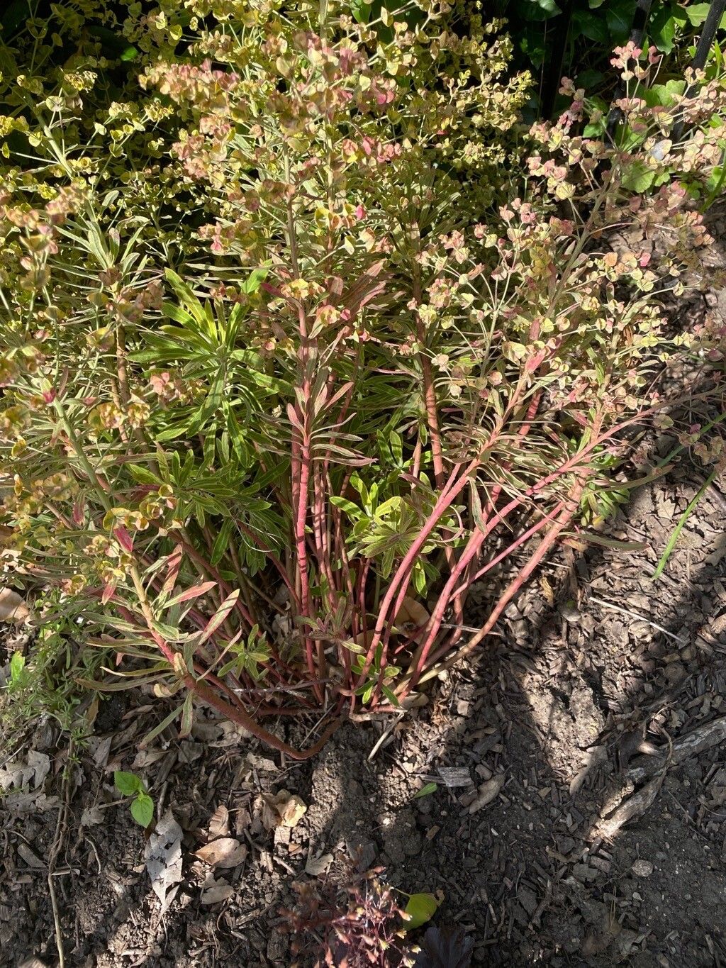 Euphorbia × martini flower