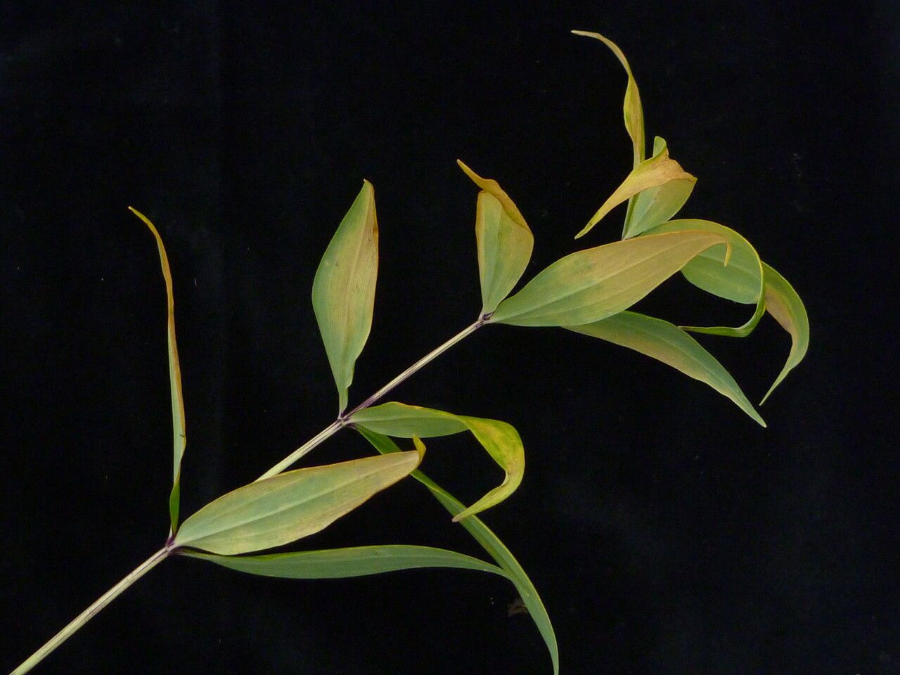 Polygonatum singalilense habit