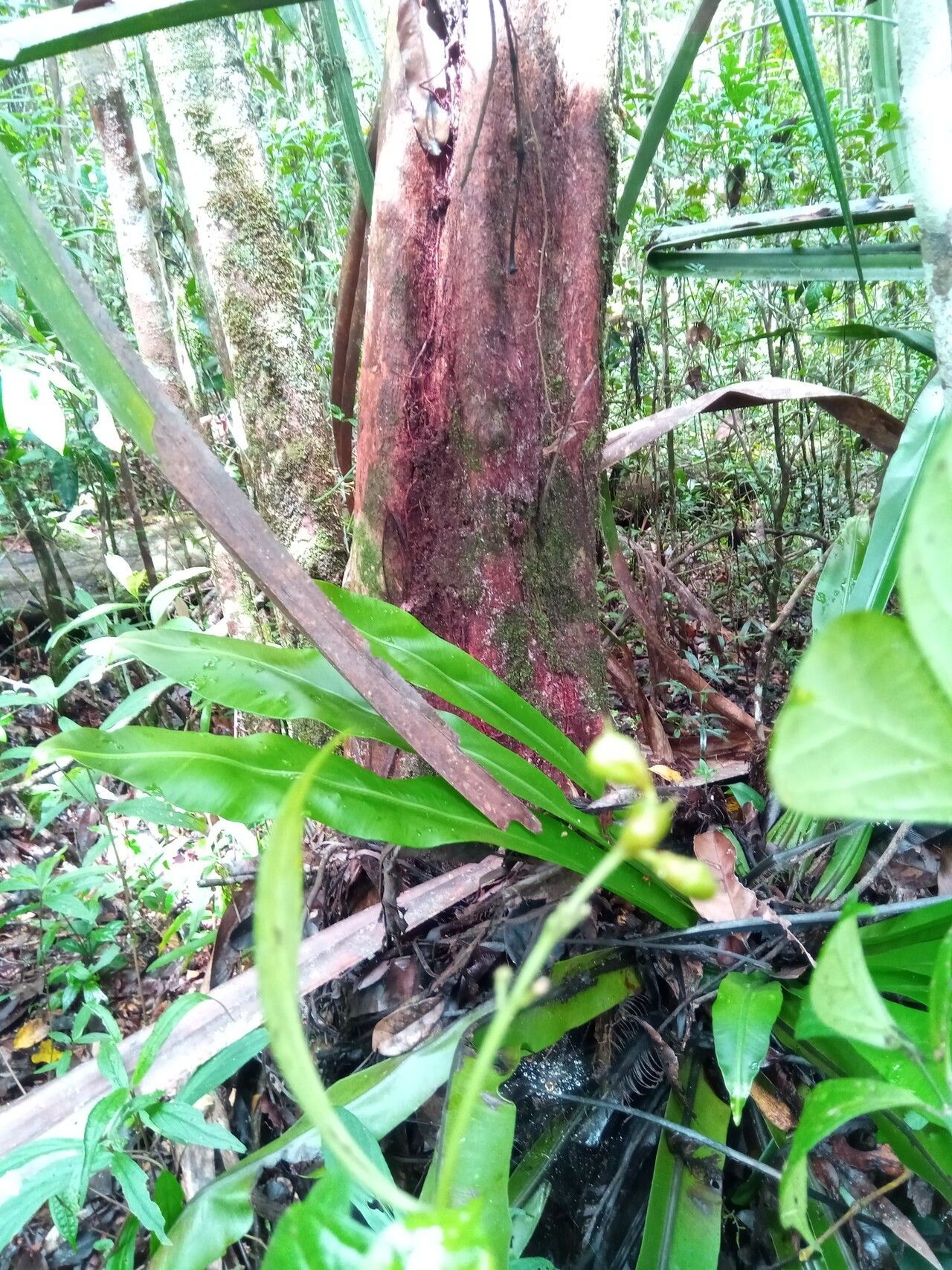 Rinorea bullata habit